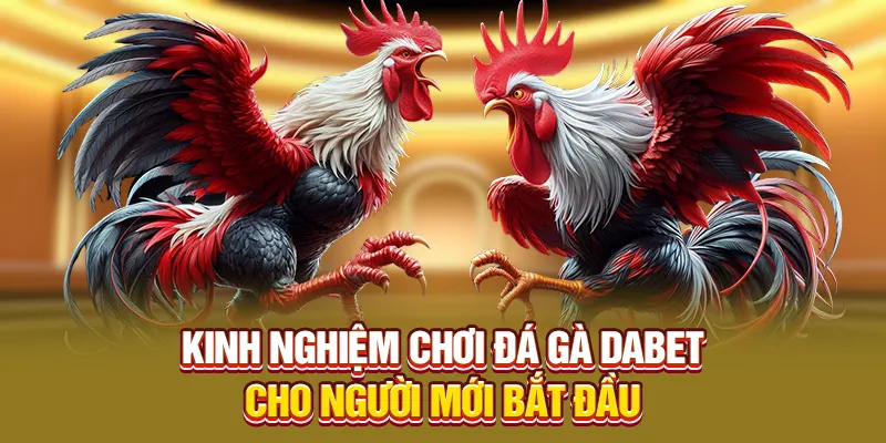 Kinh nghiệm chơi đá gà Dabet cho người mới bắt đầu