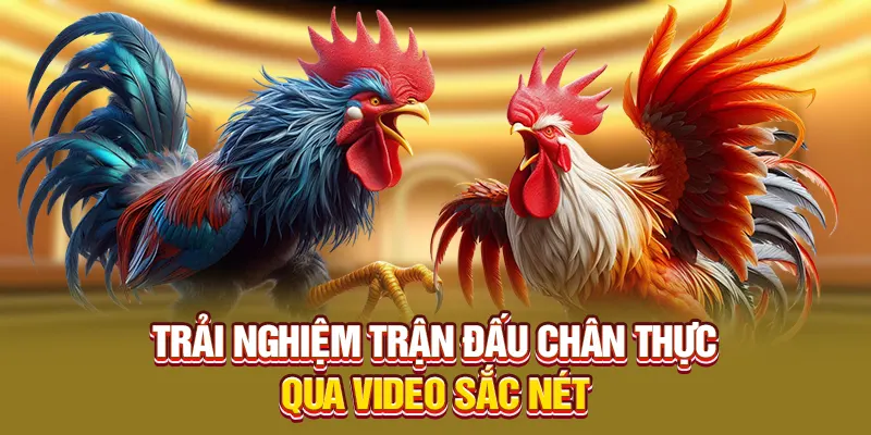 Trải nghiệm trận đấu chân thực qua video sắc nét